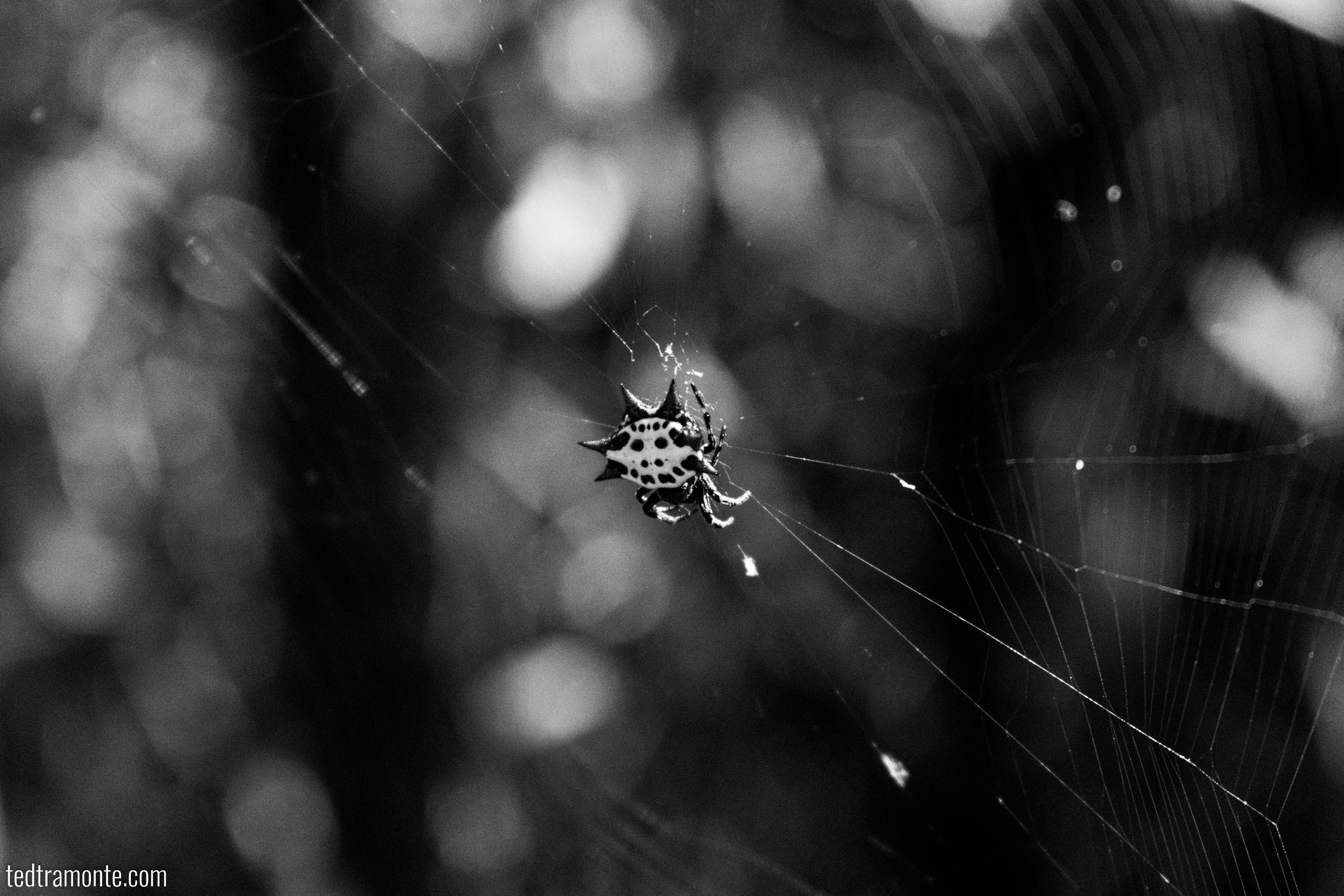 Spiny Orb-weaver spider