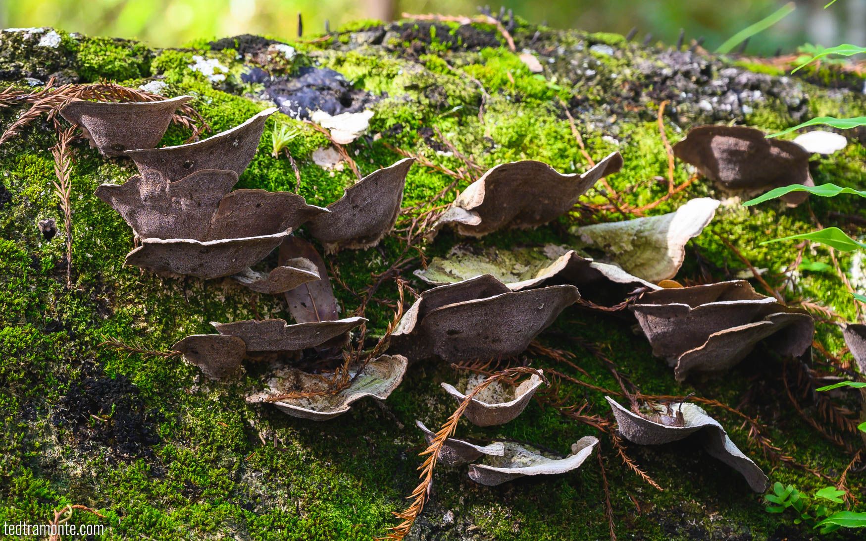 Fungus and lichen on a fallen log