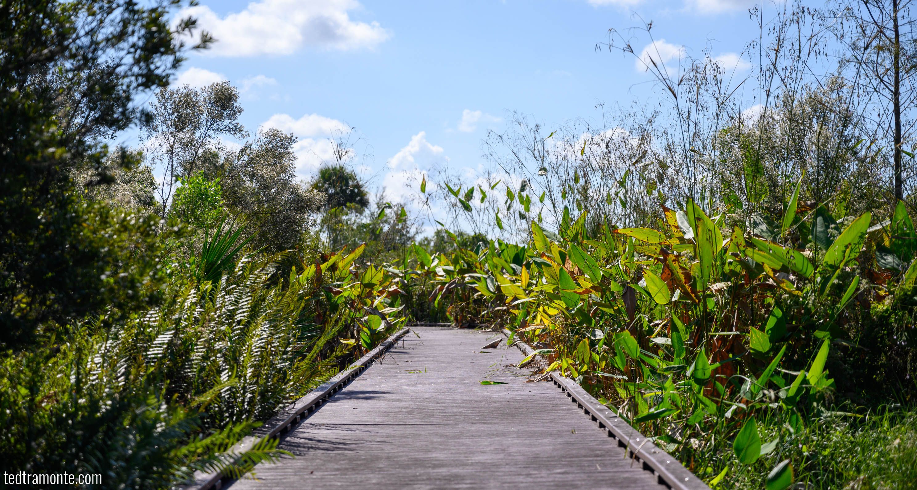 Boardwalk through Florida Pine scrub