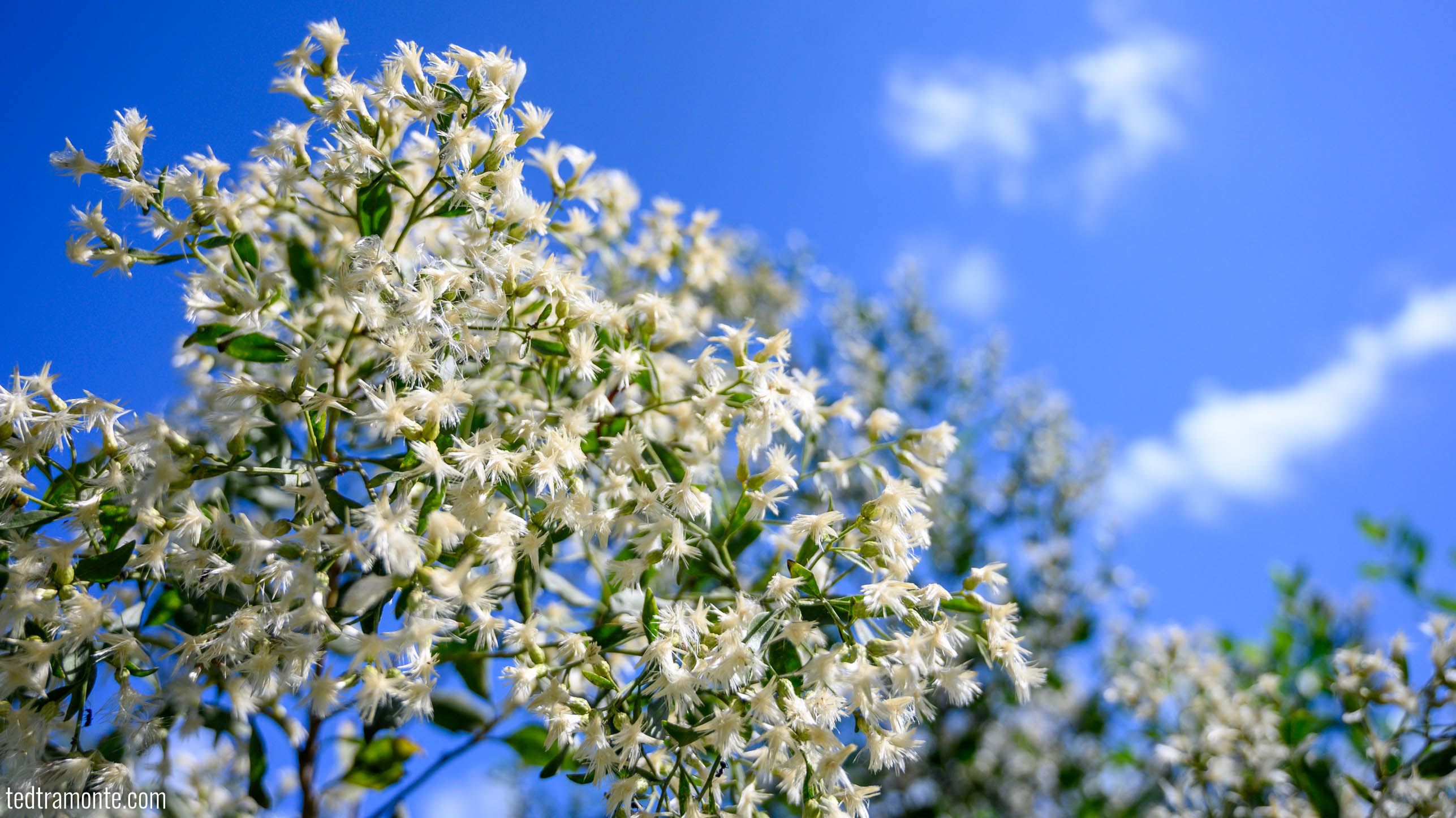 White flowers on bright blue sky background