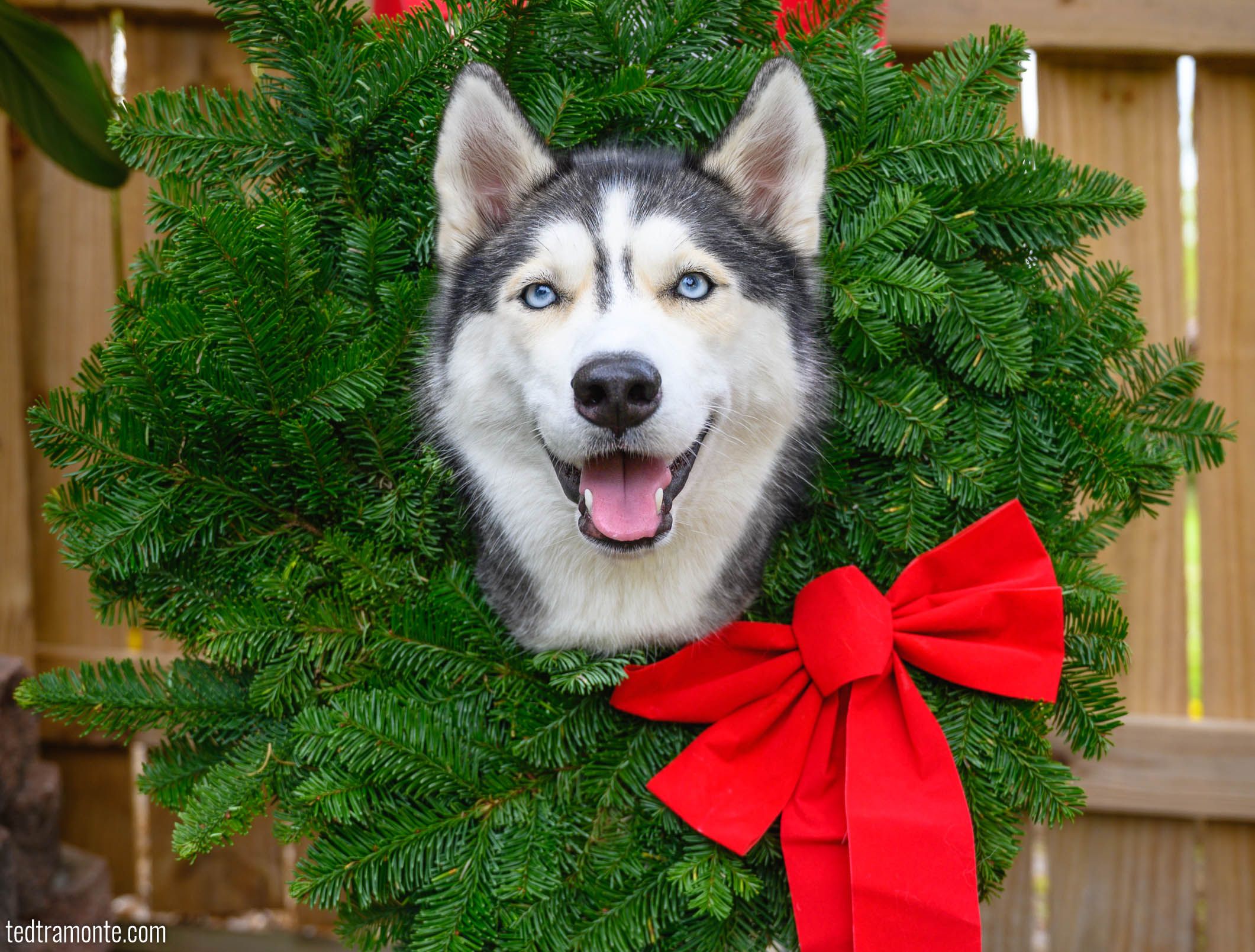 Siberian husky in a Christmas wreath