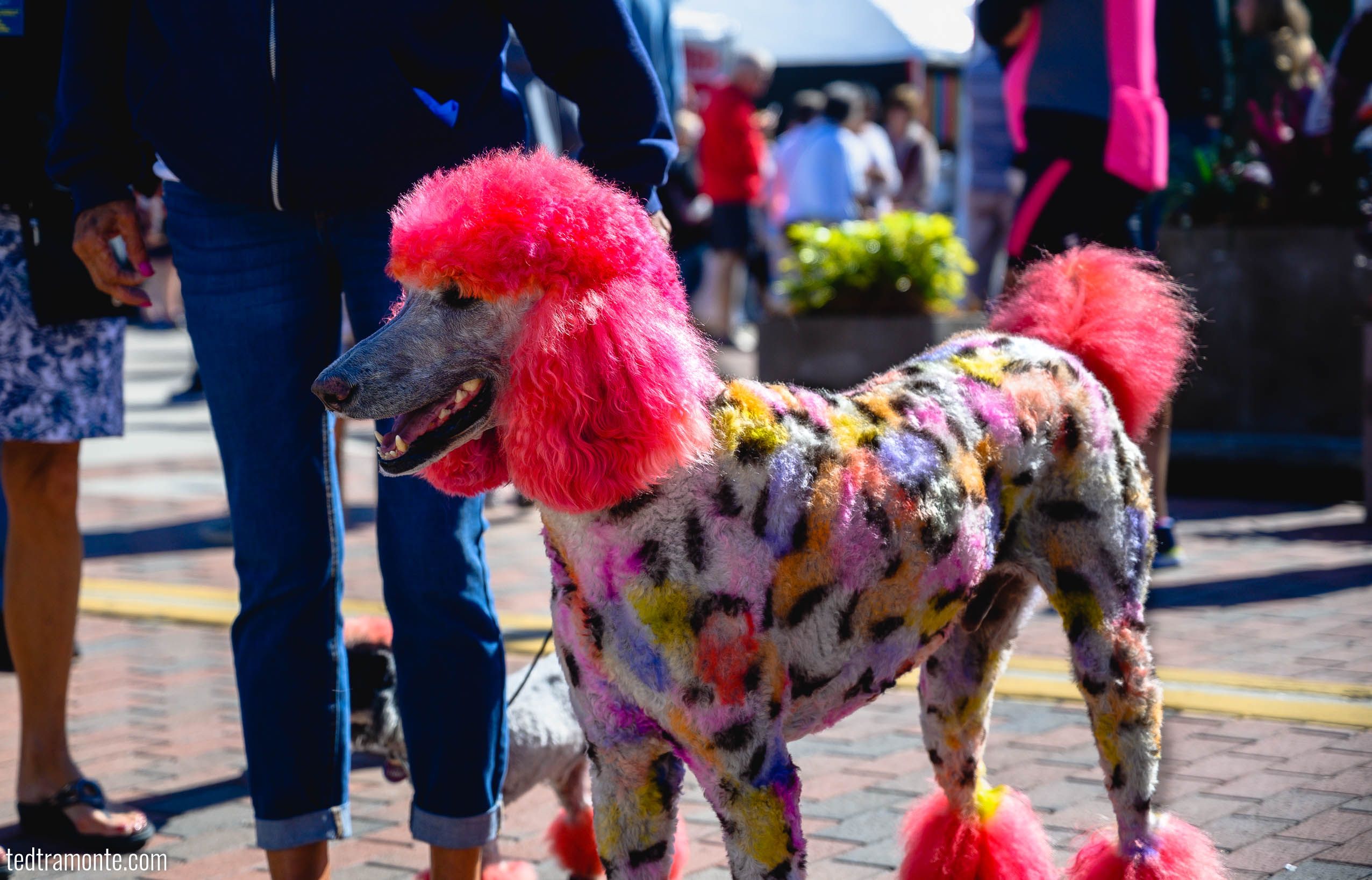 Poodle with brightly dyed fur